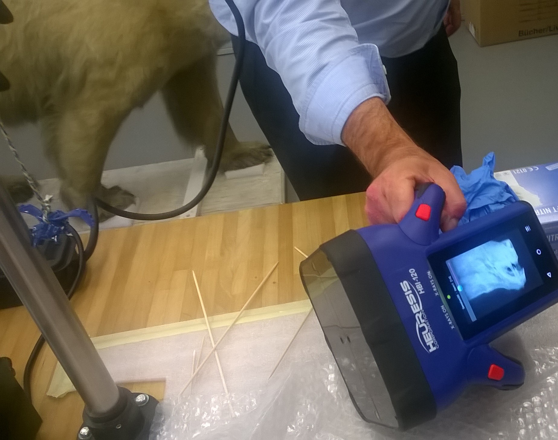 Scanner &agrave; rayons X r&eacute;trodiffus&eacute;s : imagerie de s&eacute;curit&eacute; sur un animal naturalis&eacute;.